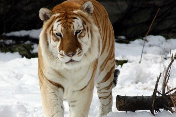 Кракен сайт наркотиков